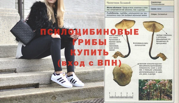 прущие грибы Белоозёрский