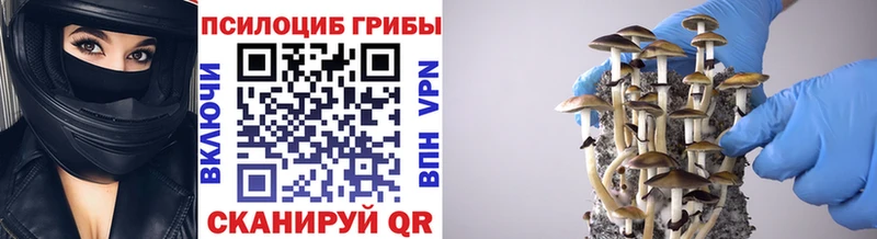 omg маркетплейс цены Будённовск Галлюциногенные грибы мицелий